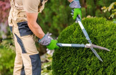 Get Effective Trimming by a Professional!