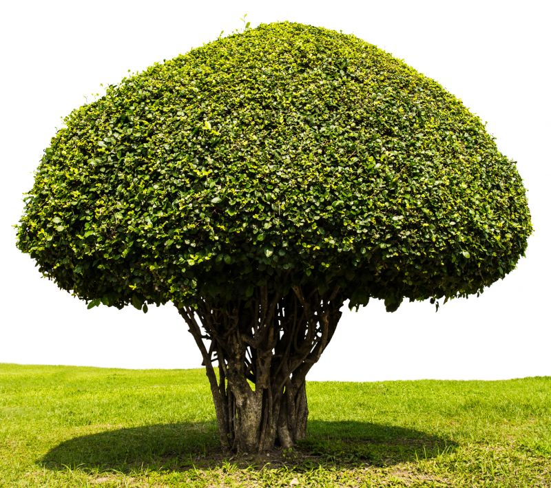 Bush Shape